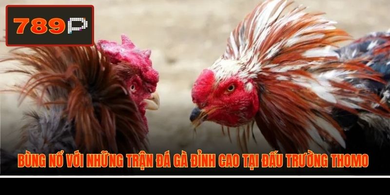 Bùng nổ với những trận đá gà đỉnh cao tại đấu trường Thomo