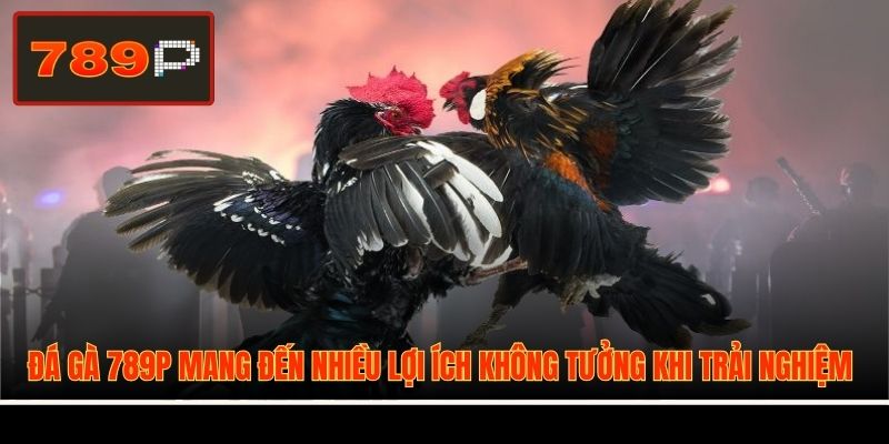 Đá gà 789P mang đến nhiều lợi ích không tưởng khi trải nghiệm