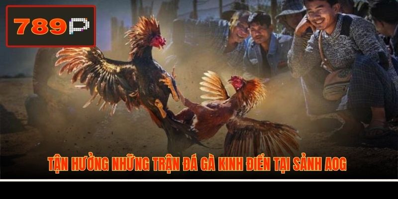 Tận hưởng những trận đá gà kinh điển tại sảnh AOG